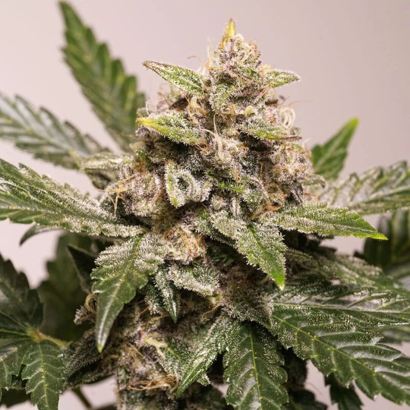 Auto Strawberry Soda, Фасовка: 3, изображение 3